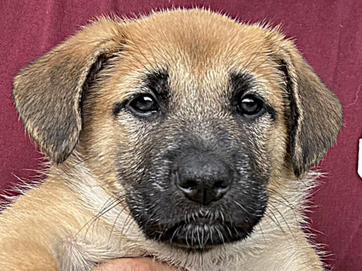 chinook puppy